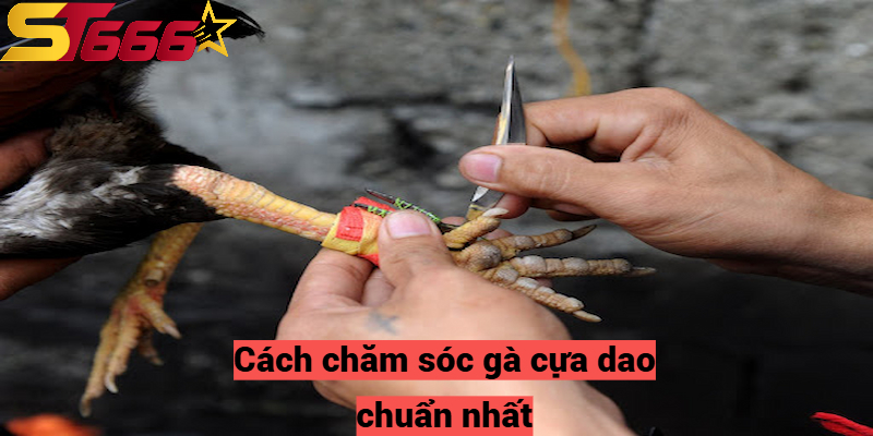 Cách chăm sóc gà cựa dao chuẩn nhất