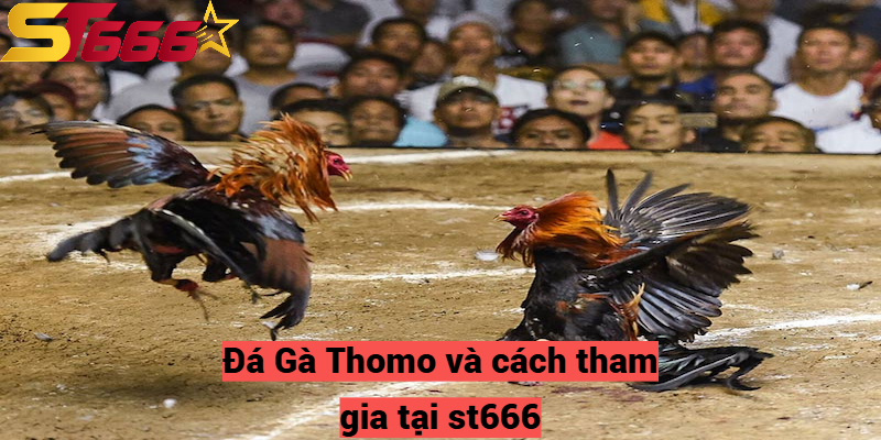 Đá Gà Thomo và cách tham gia tại st666