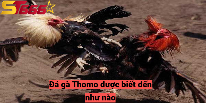 Đá gà Thomo được biết đến như nào?