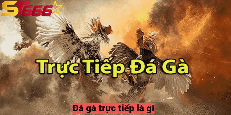 Đá gà trực tiếp là gì?