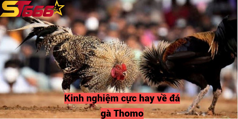 Kinh nghiệm cực hay về đá gà Thomo