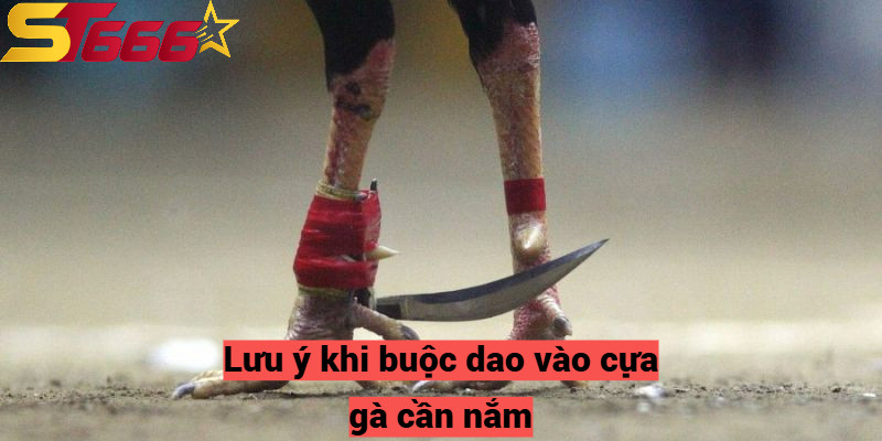 Lưu ý khi buộc dao vào cựa gà cần nắm