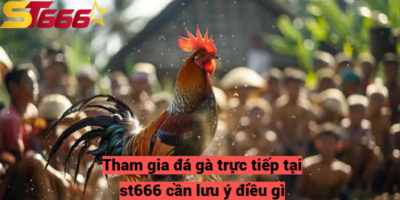 Tham gia đá gà trực tiếp tại st666 cần lưu ý điều gì?