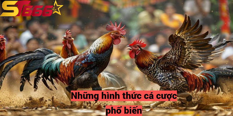 Những hình thức cá cược đá gà trực tiếp phổ biến