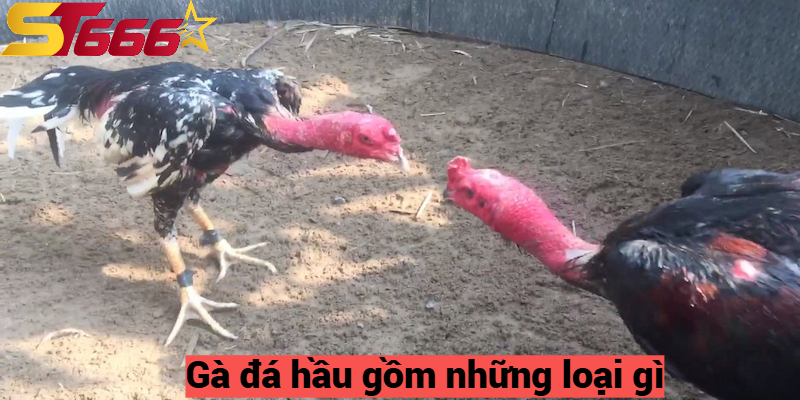 Gà đá hầu gồm những loại gì?